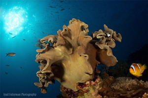 Underwater Marine Life by Iyad Suleyman 